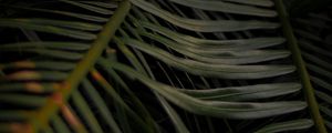 Preview wallpaper palm, leaves, branches, macro, plant