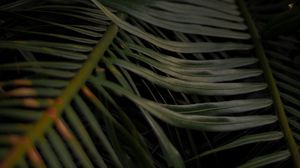Preview wallpaper palm, leaves, branches, macro, plant