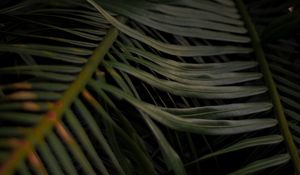 Preview wallpaper palm, leaves, branches, macro, plant