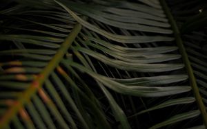 Preview wallpaper palm, leaves, branches, macro, plant