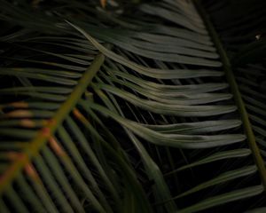 Preview wallpaper palm, leaves, branches, macro, plant