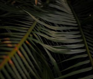 Preview wallpaper palm, leaves, branches, macro, plant