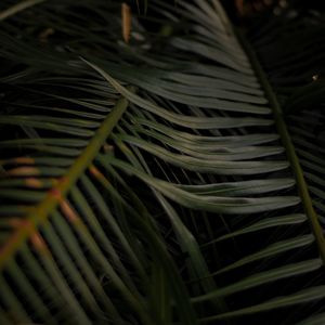 Preview wallpaper palm, leaves, branches, macro, plant