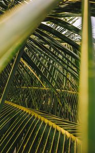 Preview wallpaper palm, leaves, branches, green, plant