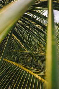 Preview wallpaper palm, leaves, branches, green, plant