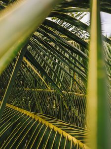 Preview wallpaper palm, leaves, branches, green, plant