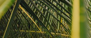 Preview wallpaper palm, leaves, branches, green, plant