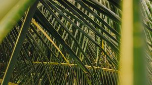 Preview wallpaper palm, leaves, branches, green, plant