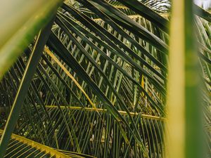 Preview wallpaper palm, leaves, branches, green, plant