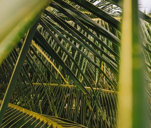 Preview wallpaper palm, leaves, branches, green, plant