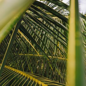 Preview wallpaper palm, leaves, branches, green, plant