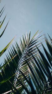 Preview wallpaper palm, leaves, branches, plant, green