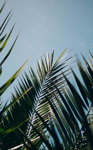 Preview wallpaper palm, leaves, branches, plant, green