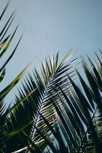 Preview wallpaper palm, leaves, branches, plant, green