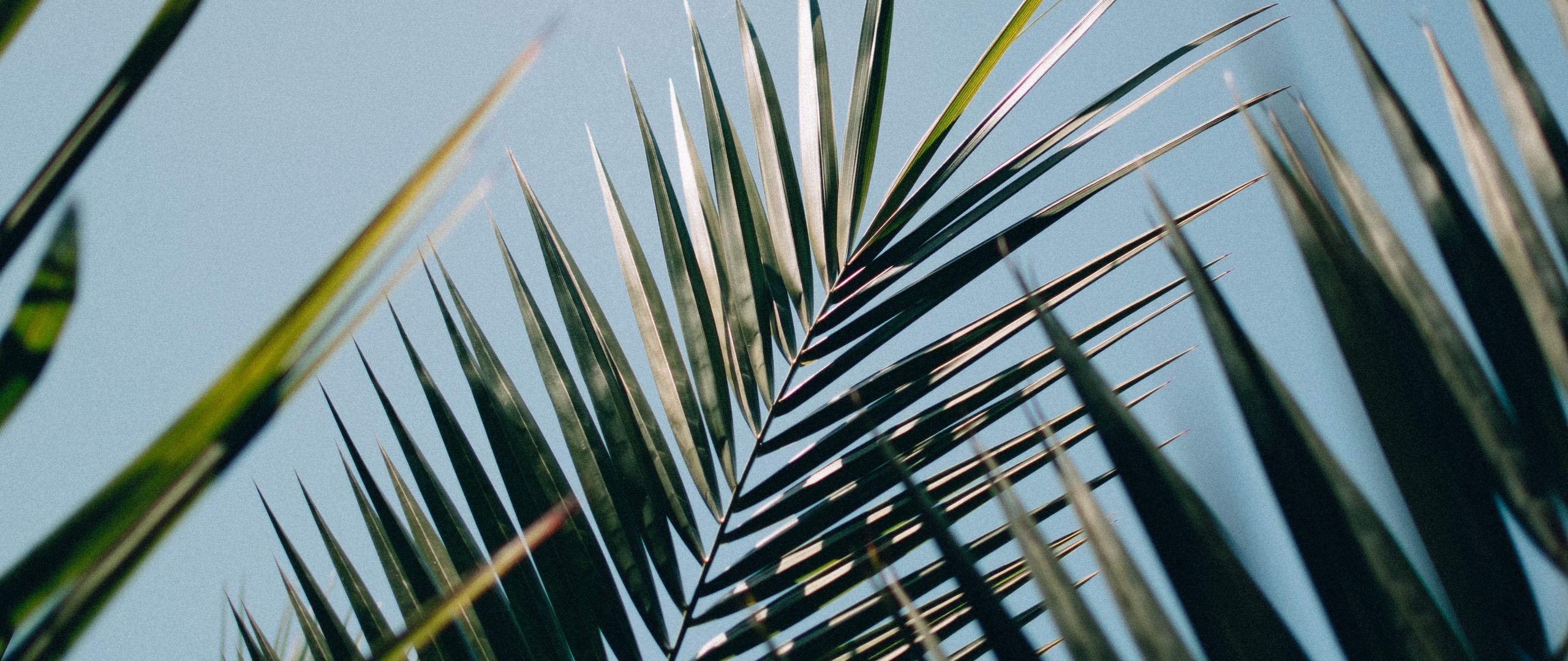 Download wallpaper 2560x1080 palm, leaves, branches, plant, green dual ...
