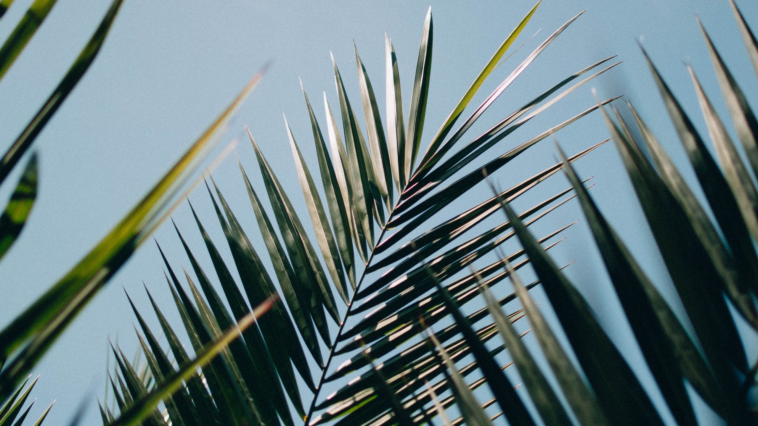 Download wallpaper 2560x1440 palm, leaves, branches, plant, green ...