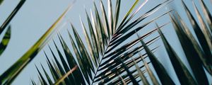 Preview wallpaper palm, leaves, branches, plant, green