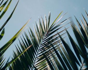 Preview wallpaper palm, leaves, branches, plant, green