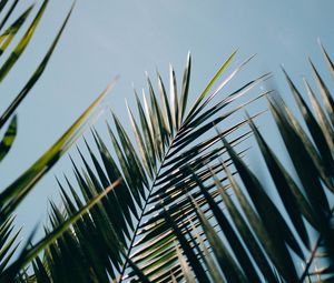 Preview wallpaper palm, leaves, branches, plant, green