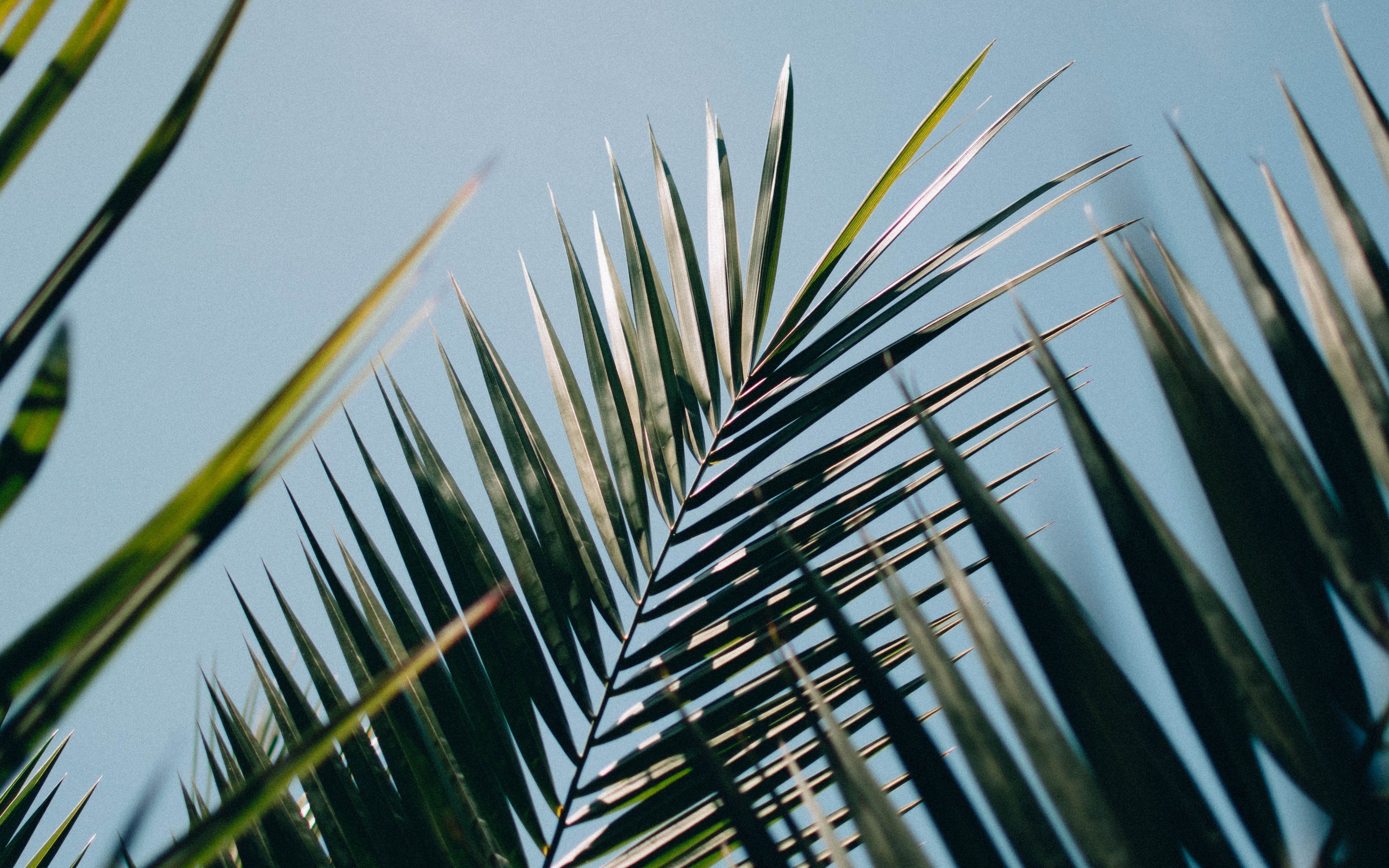 Download wallpaper 3840x2400 palm, leaves, branches, plant, green 4k ...
