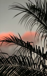 Preview wallpaper palm, leaves, branches, dark, sky