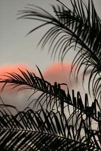 Preview wallpaper palm, leaves, branches, dark, sky