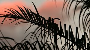 Preview wallpaper palm, leaves, branches, dark, sky