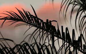 Preview wallpaper palm, leaves, branches, dark, sky