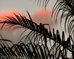 Preview wallpaper palm, leaves, branches, dark, sky