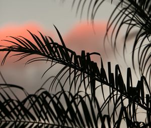 Preview wallpaper palm, leaves, branches, dark, sky