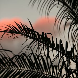 Preview wallpaper palm, leaves, branches, dark, sky