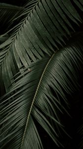 Preview wallpaper palm, leaves, branches, dark