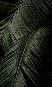 Preview wallpaper palm, leaves, branches, dark