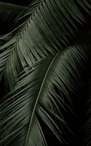 Preview wallpaper palm, leaves, branches, dark