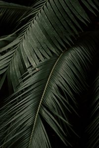 Preview wallpaper palm, leaves, branches, dark