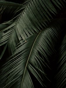 Preview wallpaper palm, leaves, branches, dark