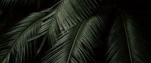 Preview wallpaper palm, leaves, branches, dark