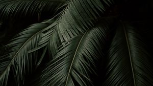 Preview wallpaper palm, leaves, branches, dark