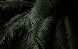 Preview wallpaper palm, leaves, branches, dark