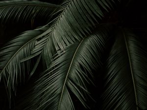 Preview wallpaper palm, leaves, branches, dark