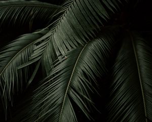 Preview wallpaper palm, leaves, branches, dark