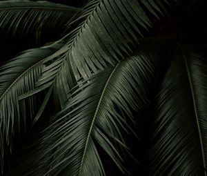 Preview wallpaper palm, leaves, branches, dark