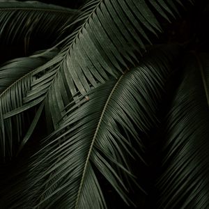 Preview wallpaper palm, leaves, branches, dark