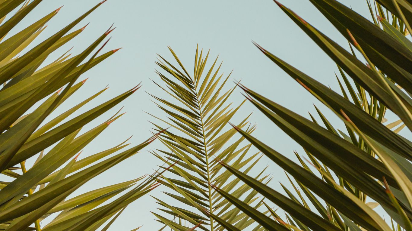 Download wallpaper 1366x768 palm, leaves, branches, sky tablet, laptop ...