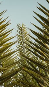 Preview wallpaper palm, leaves, branches, sky