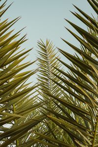 Preview wallpaper palm, leaves, branches, sky