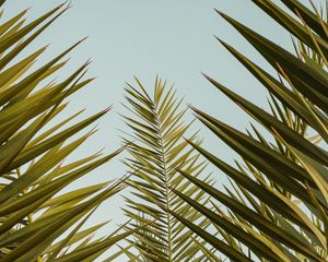 Preview wallpaper palm, leaves, branches, sky