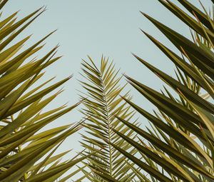 Preview wallpaper palm, leaves, branches, sky