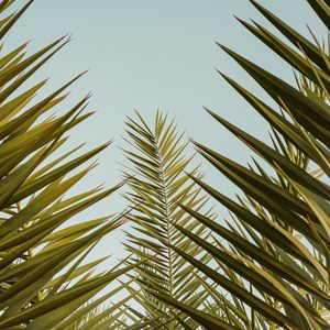 Preview wallpaper palm, leaves, branches, sky