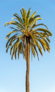 Preview wallpaper palm, leaves, branches, lonely